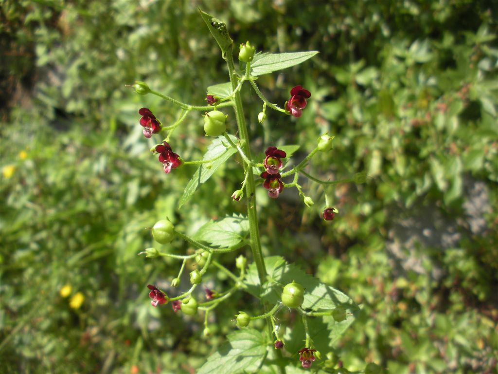 Scrophularia peregrina / Scrofularia annuale